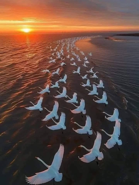 bird, seabird háttérképek