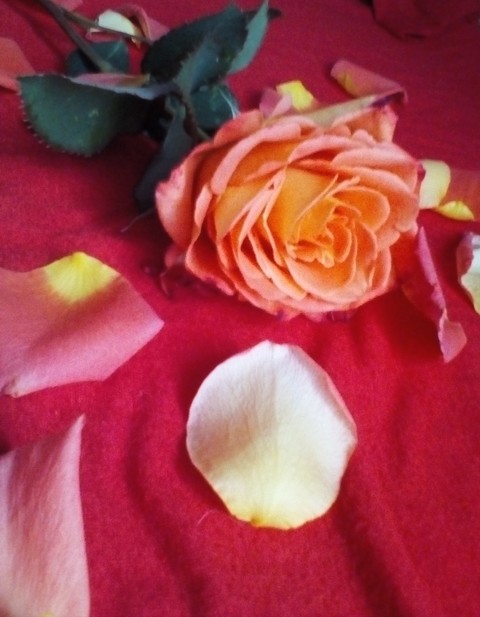 sfondi yellow, petal