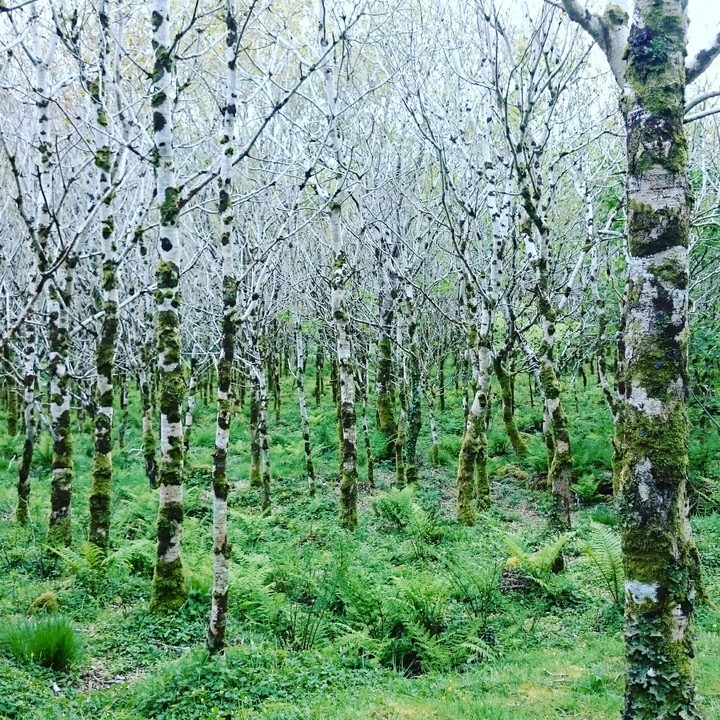 Birch Forest