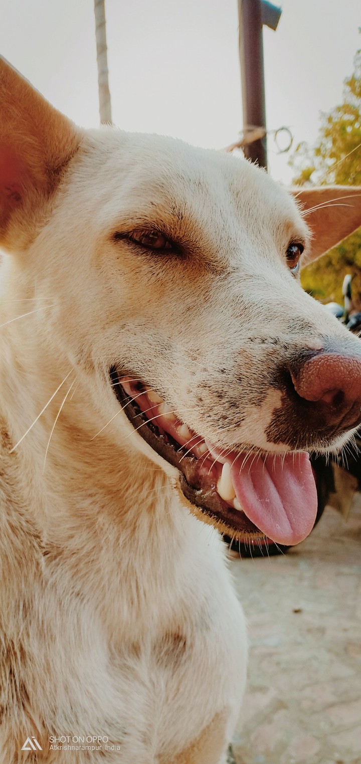 dog lover