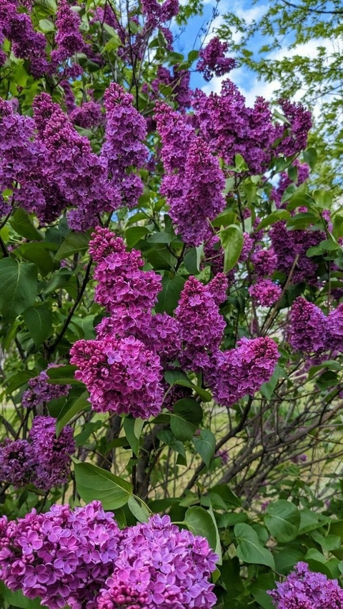 papéis de parede flower, lilac