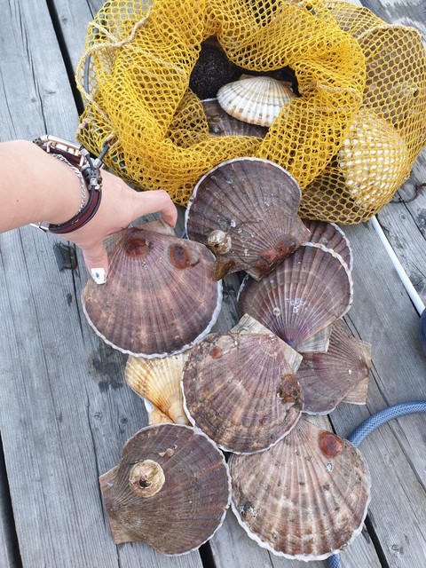 море