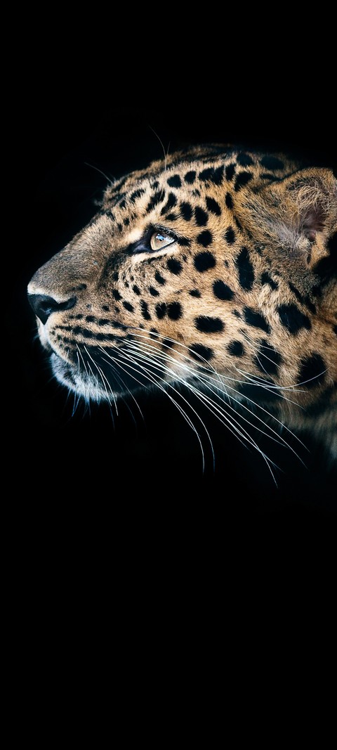 тапети Leopard, snout