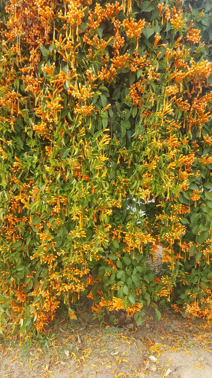 orange fall