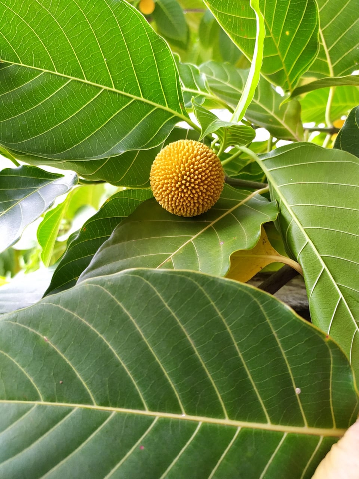 flower bud