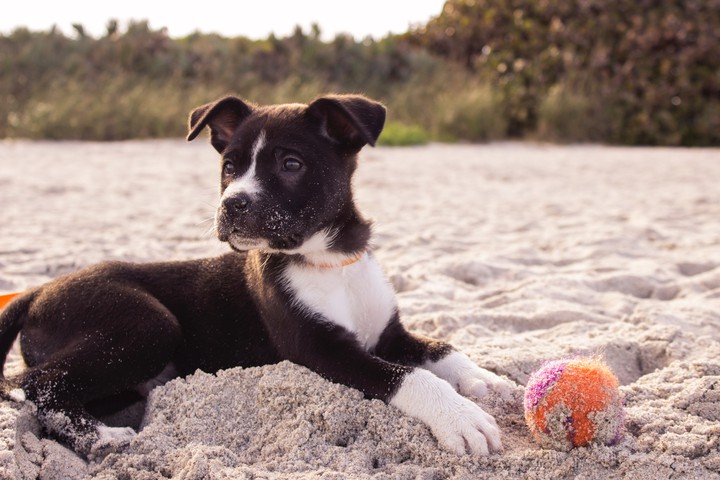 cute black spotted dog