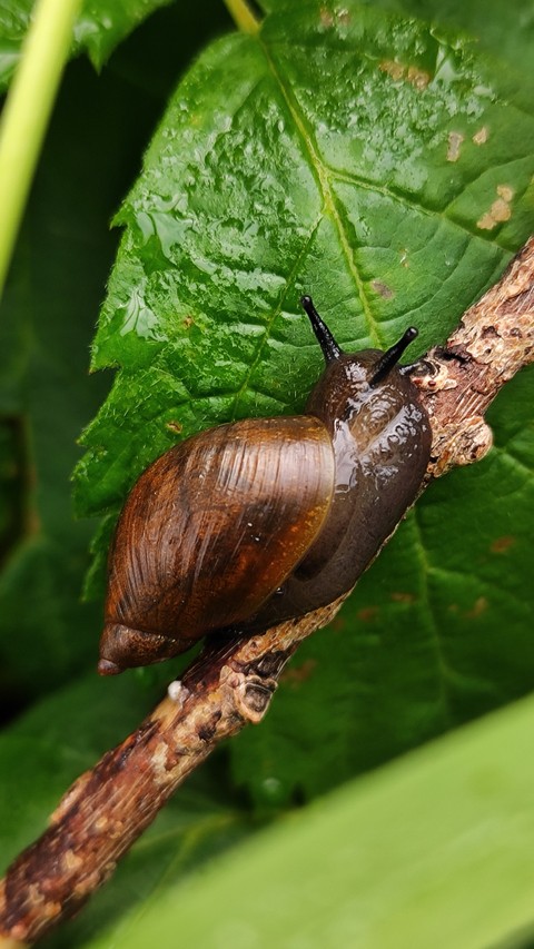 botany, Snail háttérképek