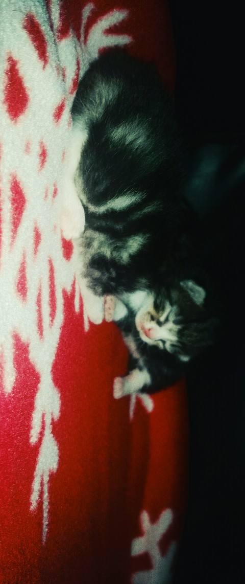 My youngest baby in my house is not mine it's my cat's
