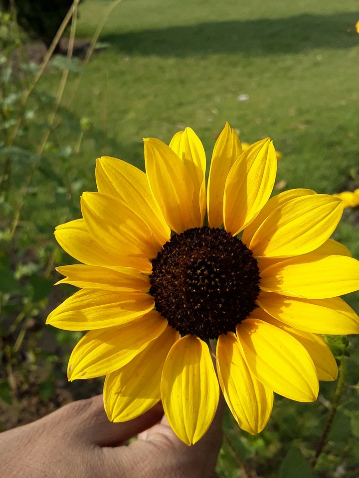 sunflower