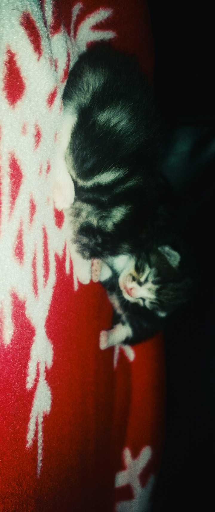 My youngest baby in my house is not mine it's my cat's