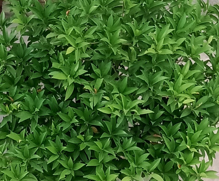 ##Tree##