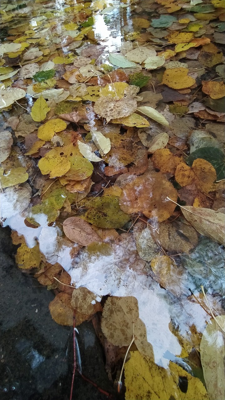 leaf
