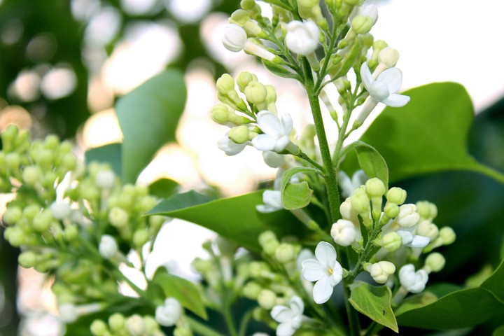 Spring