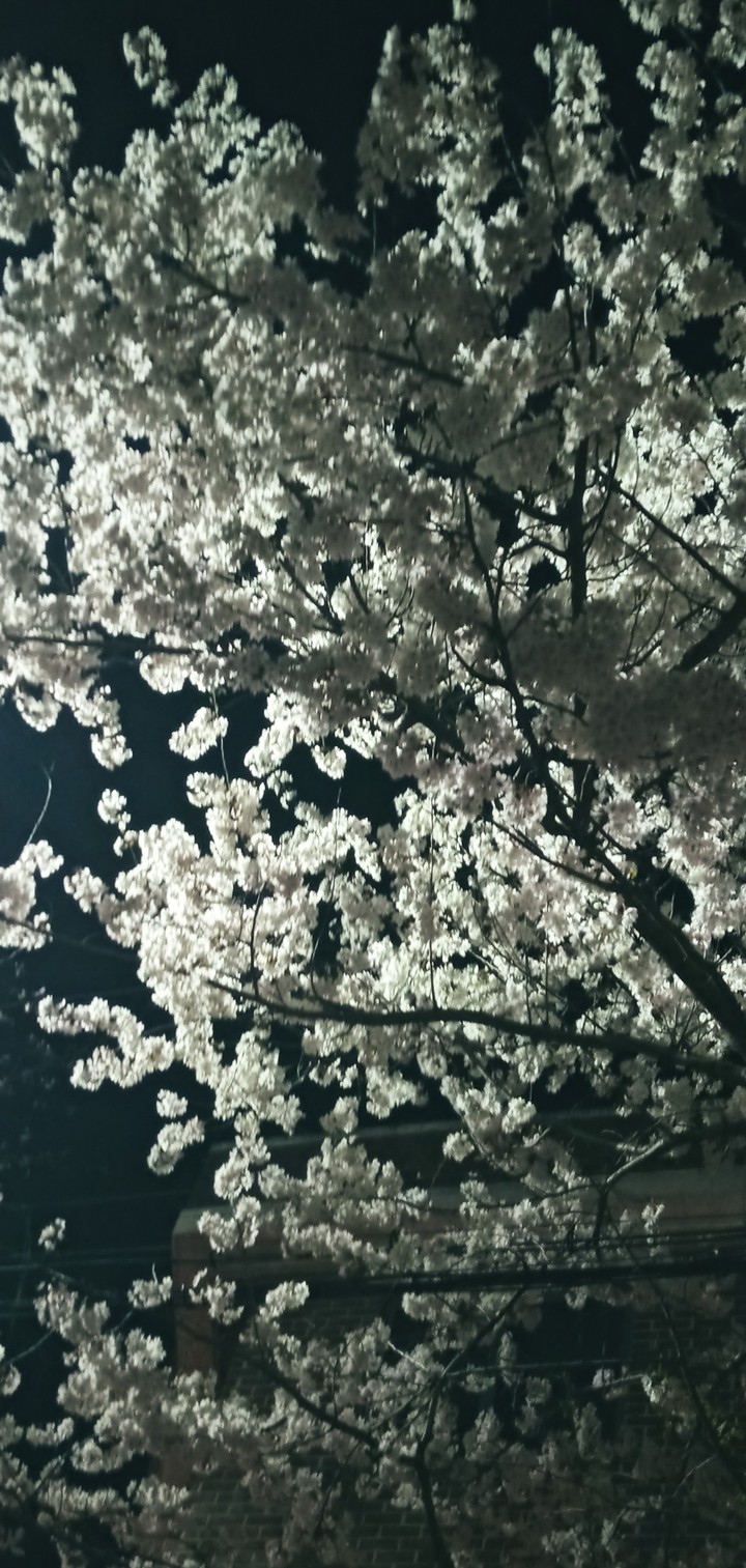 In Seoul, night sakura