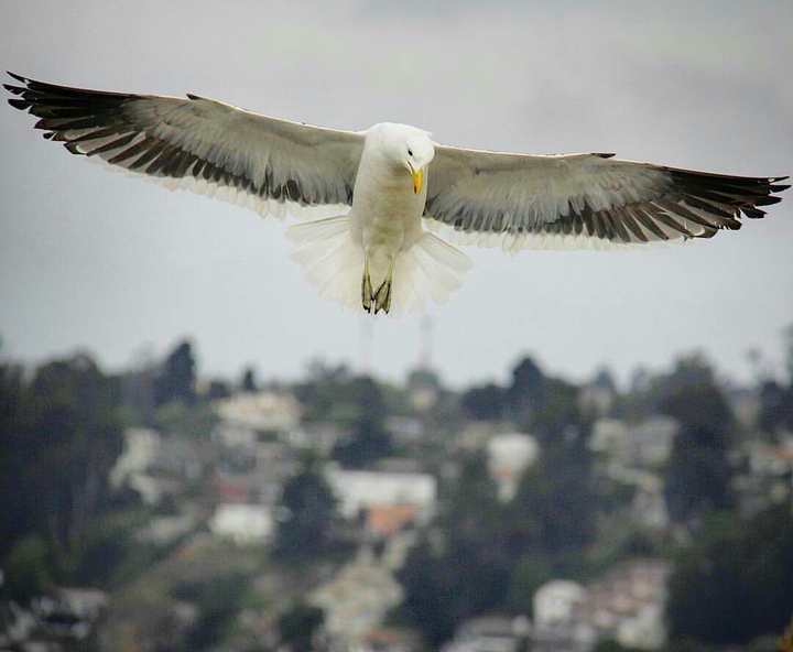 Gaviota en vuelo