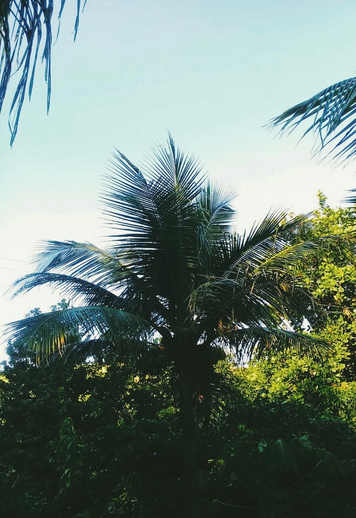 paz