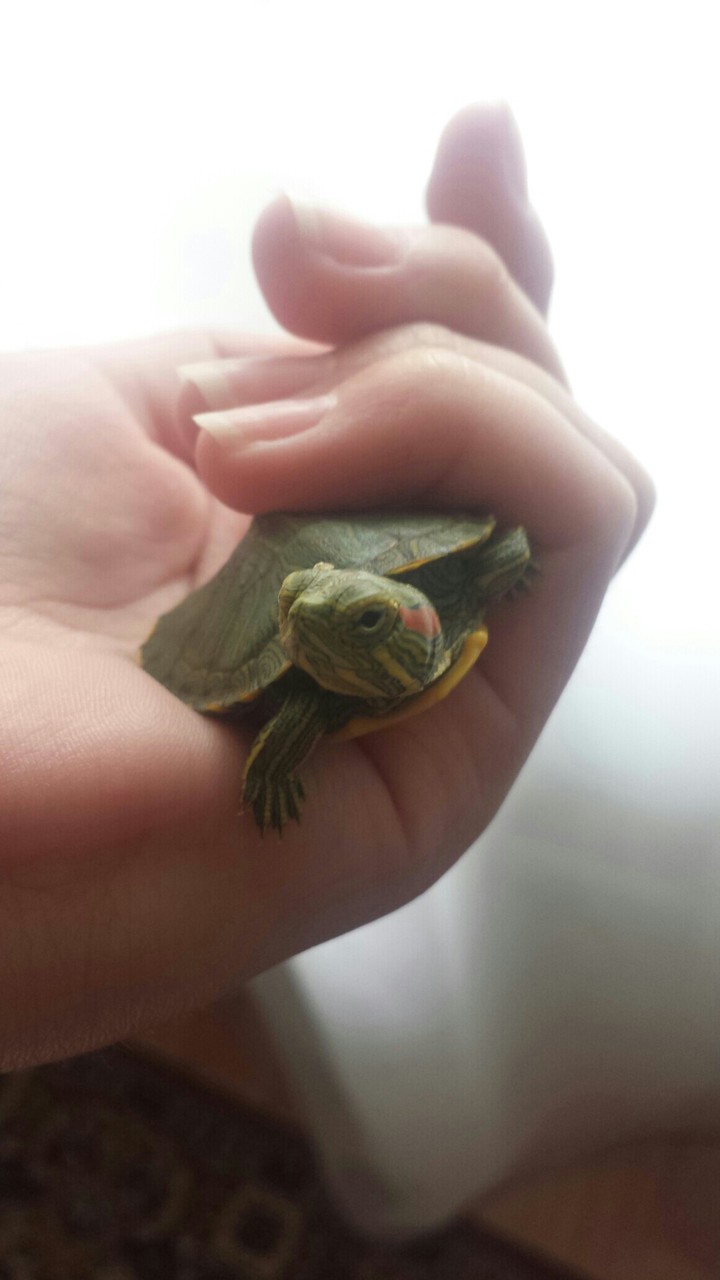 turtle