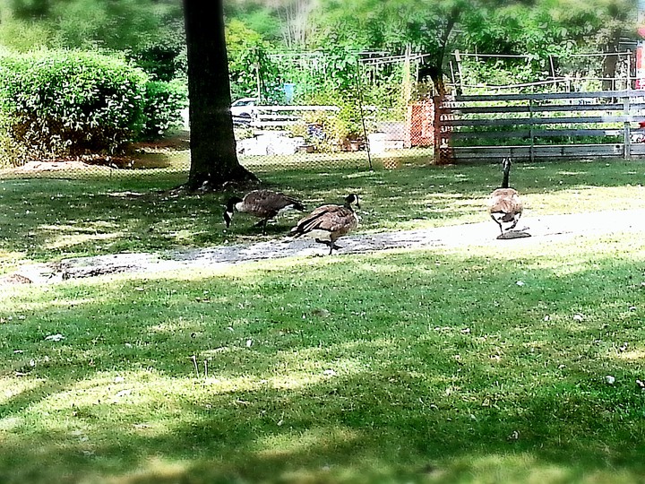 Geese