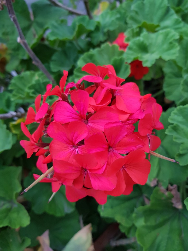 flor hermosa