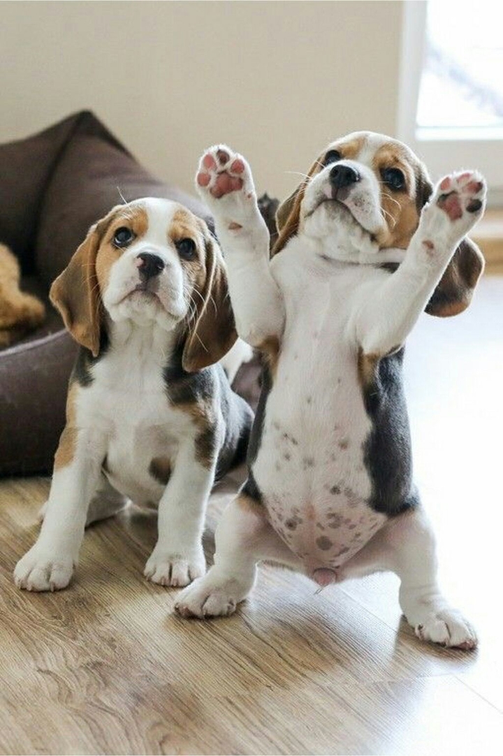 Puppy