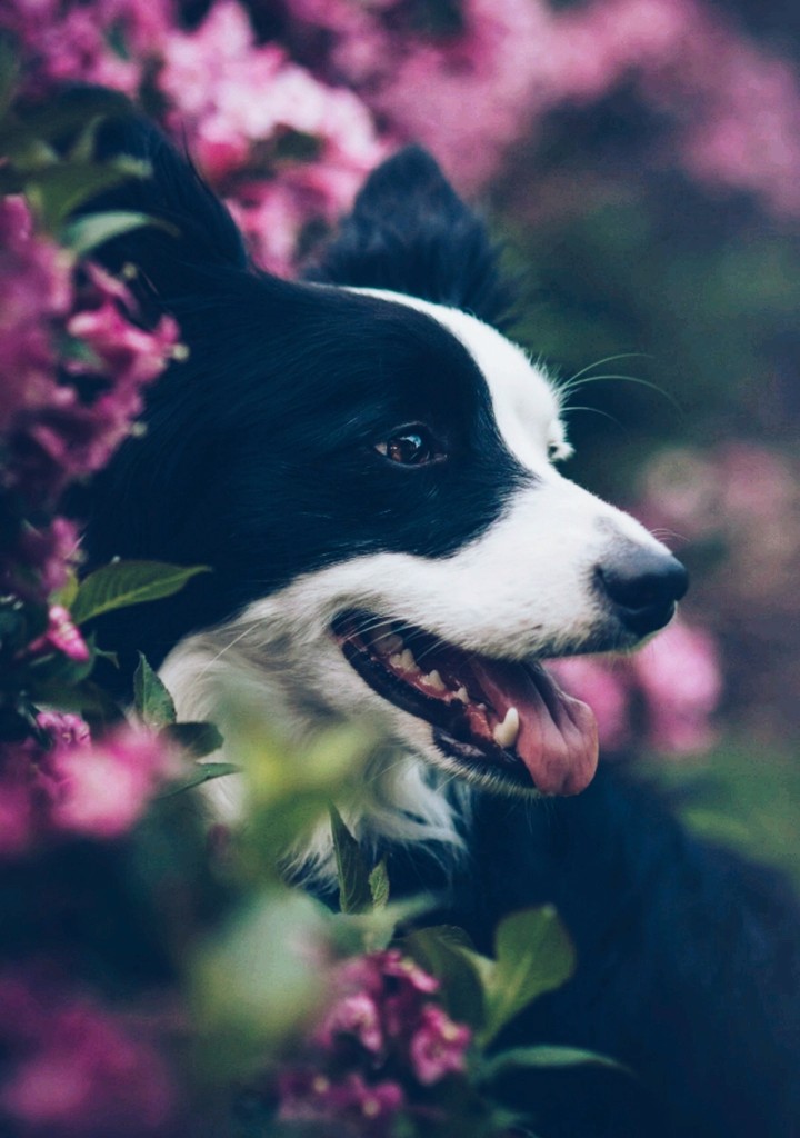 border collie