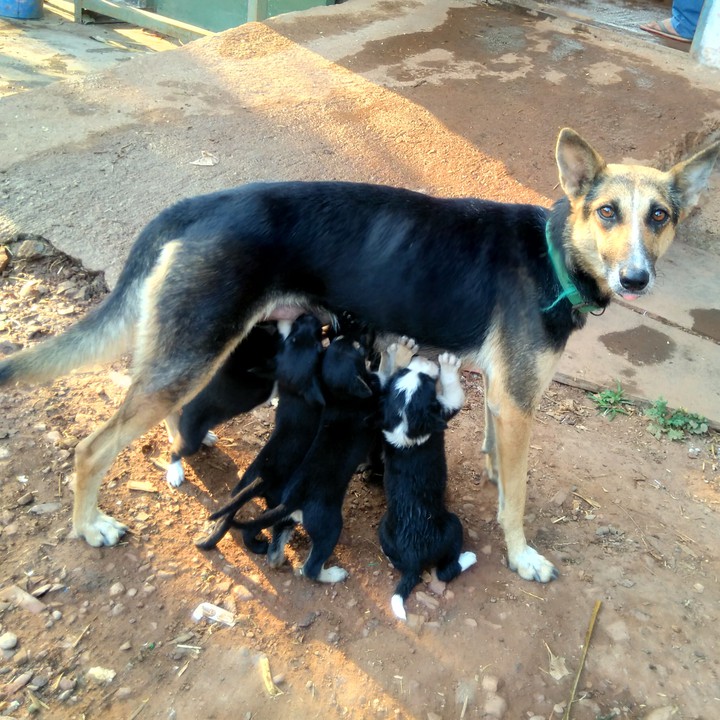 dog