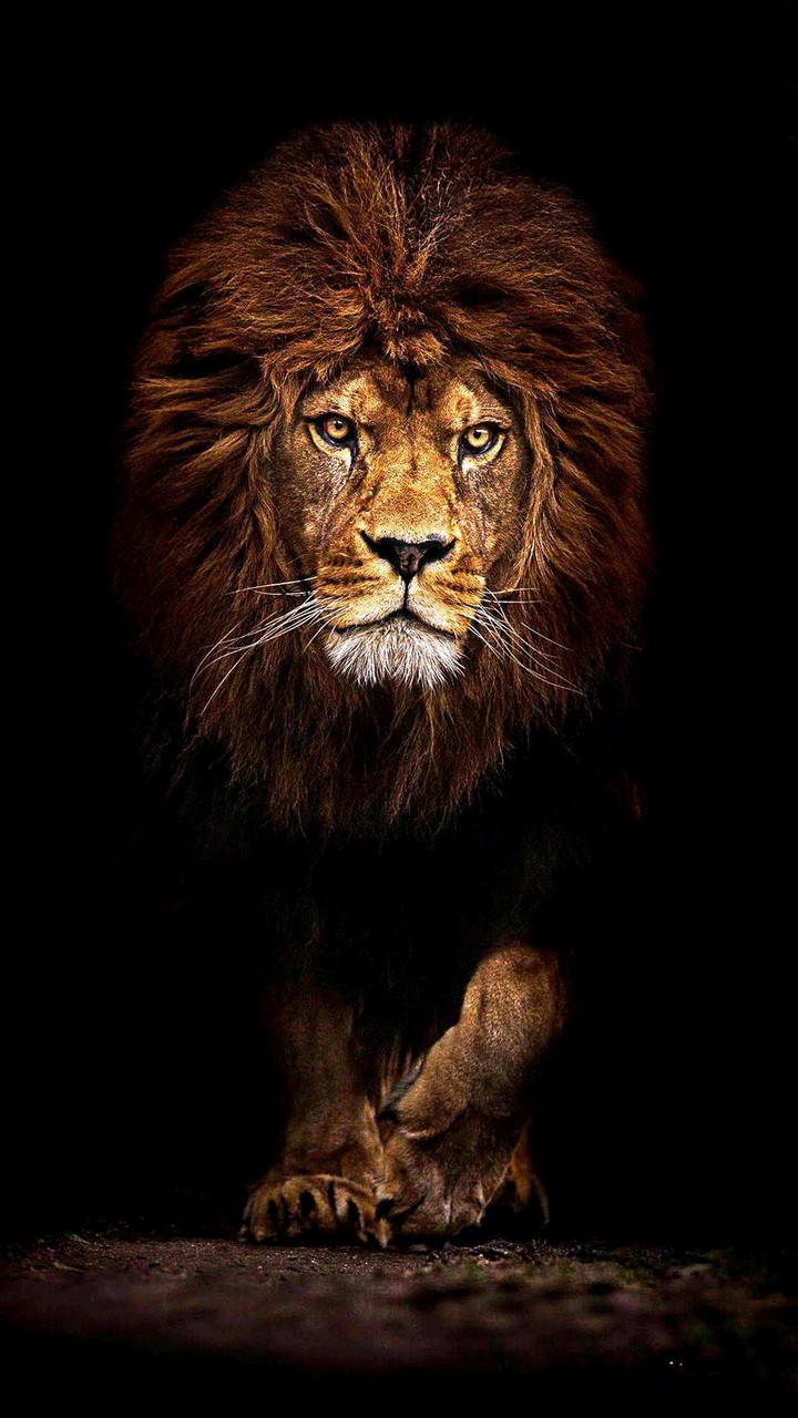 #lion