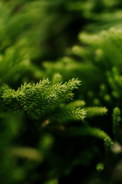 cupressaceae, conifers háttérképek