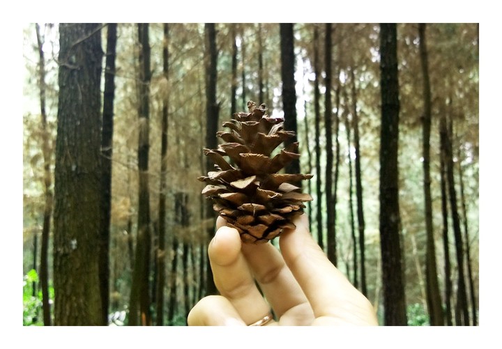 Pinus