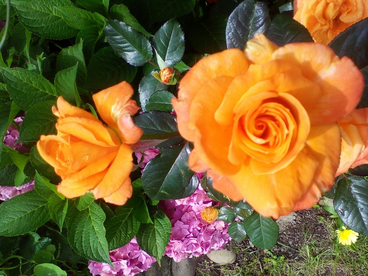 flower