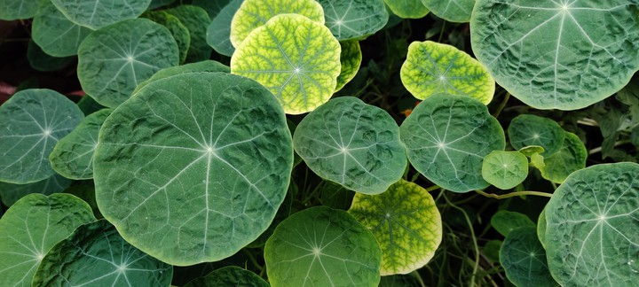 green yellow