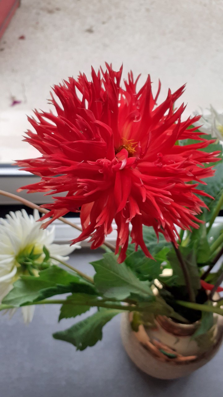 fleurs de ma grand-mère