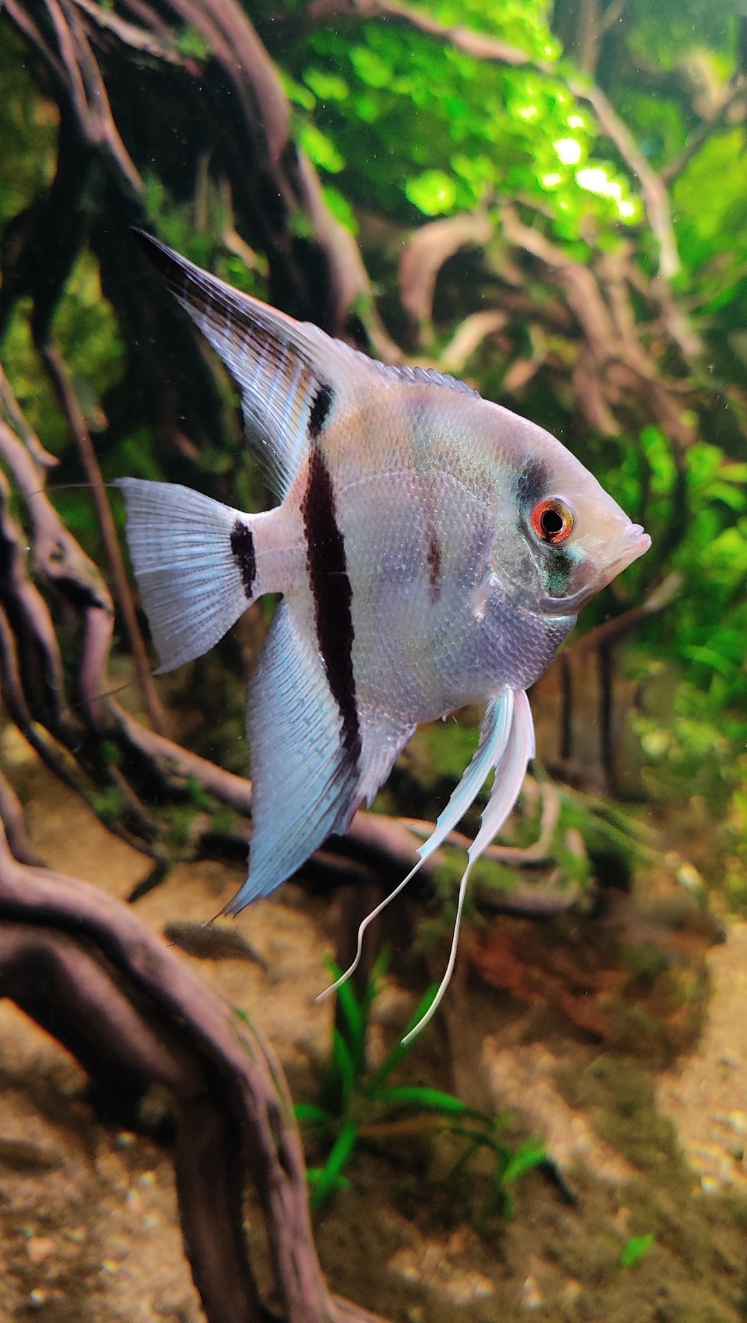 aquarium, Fin duvar kağıtları