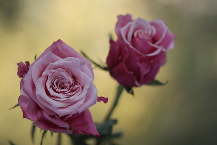 rose...roze...گوڵەباغ