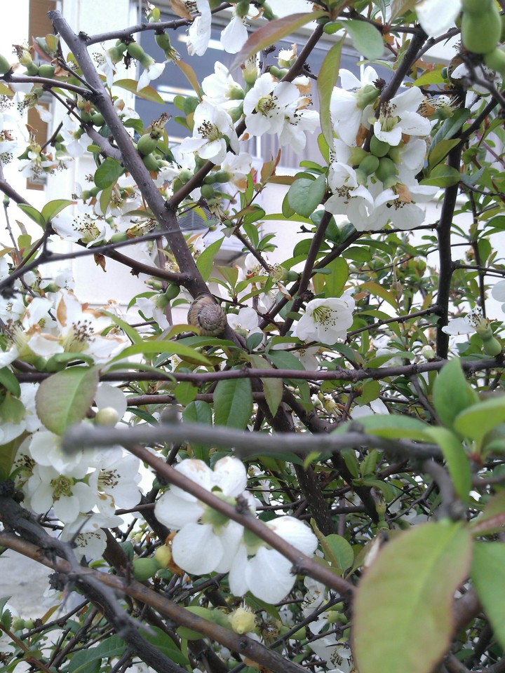white blossoms