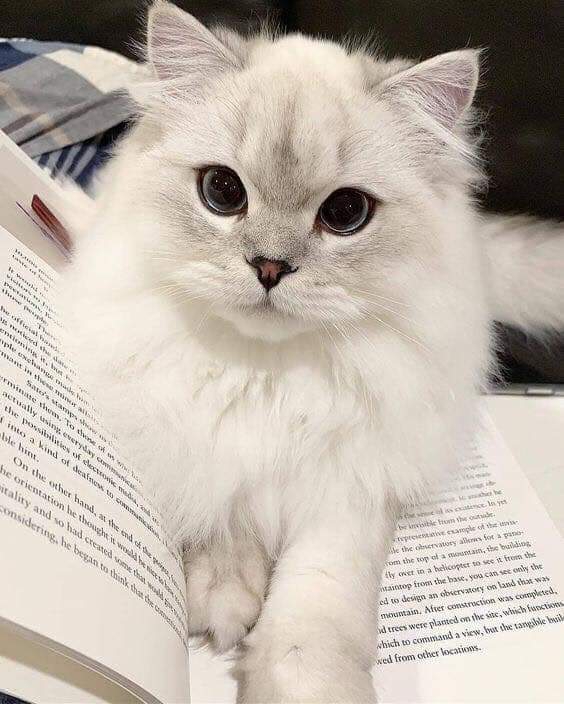 you're right ... studying isn't imp.