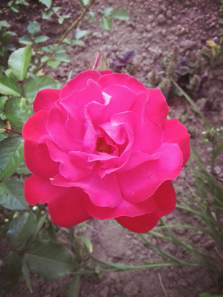 flover