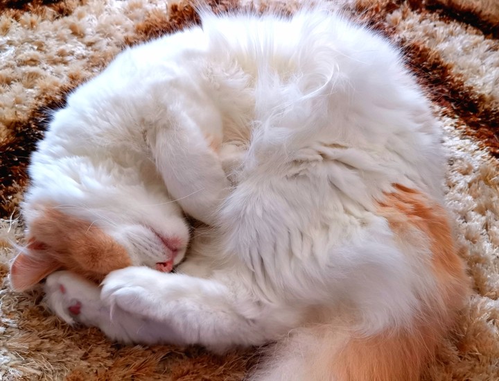 my cat