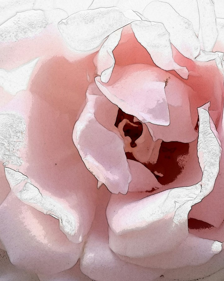 Artistic rose