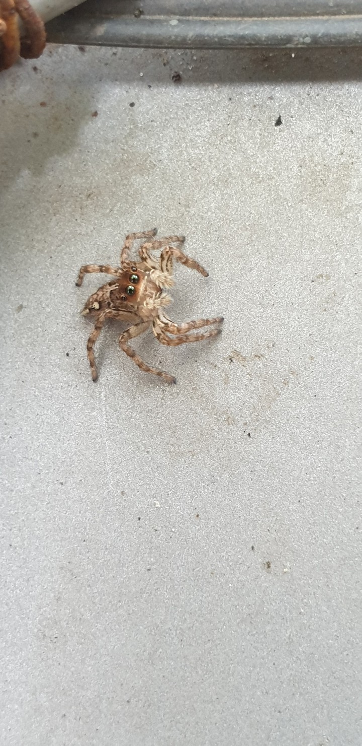 spidy S9 plus click