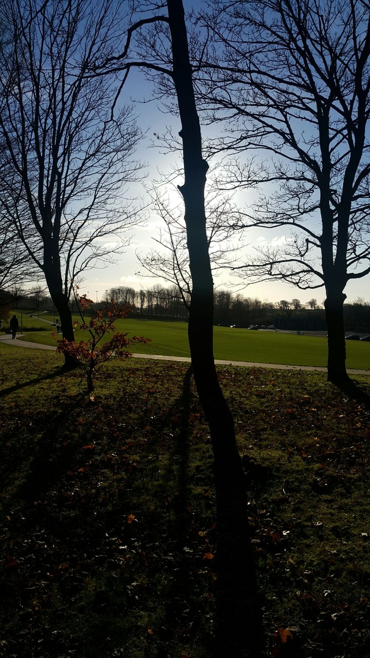 Trees