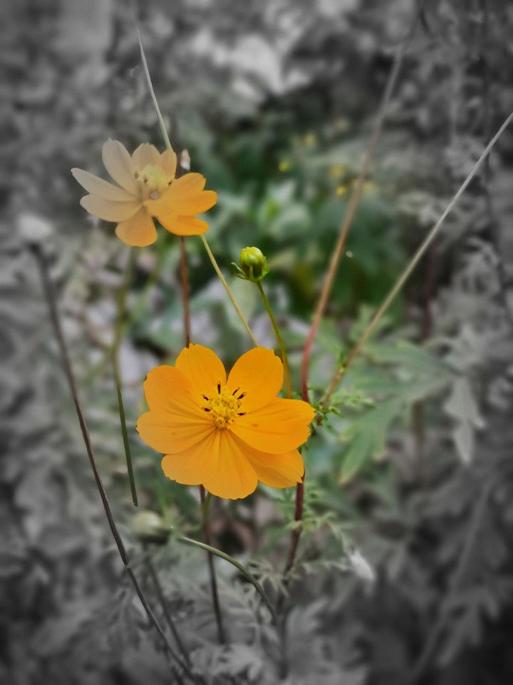 floral background