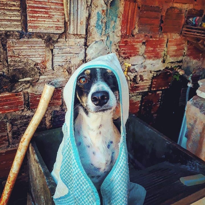 Dog