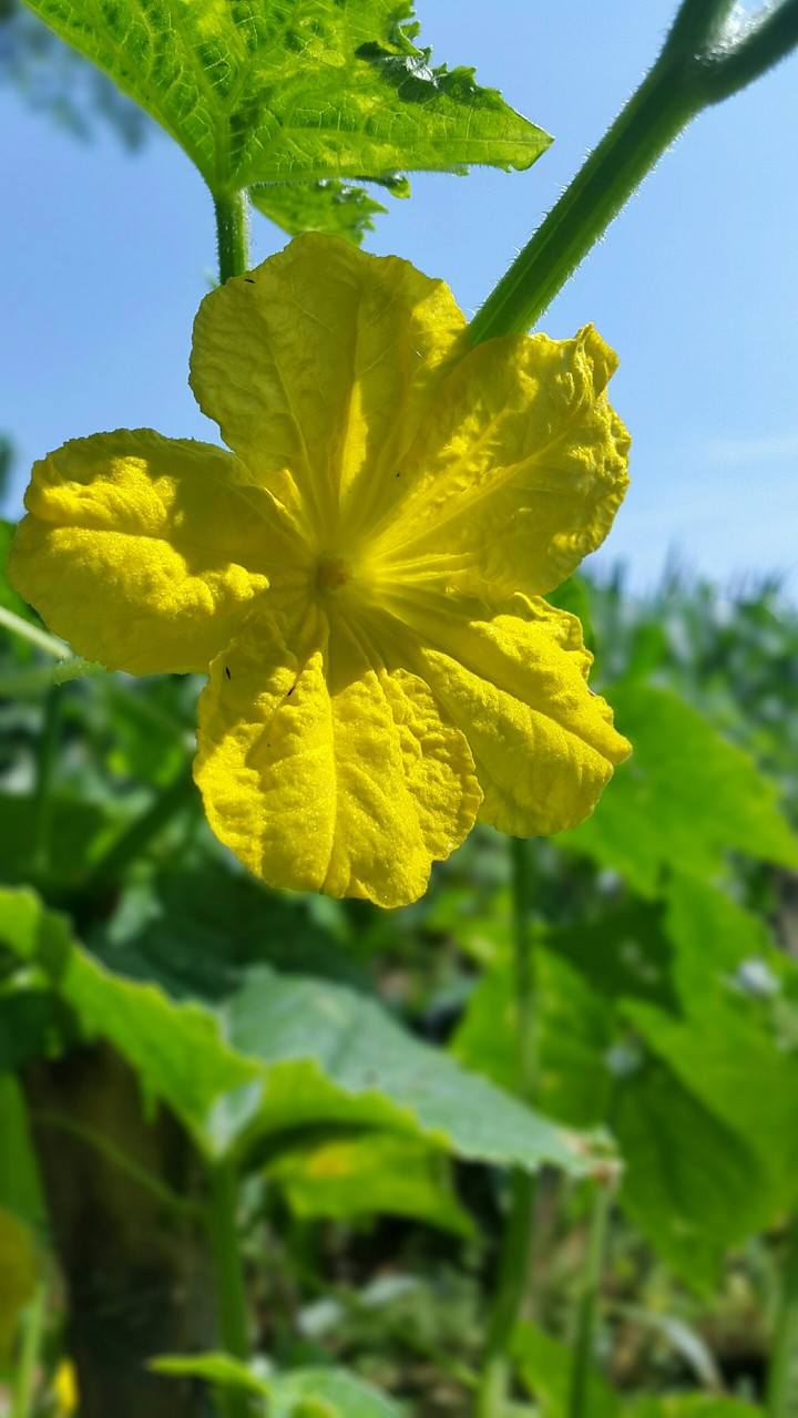 Cucumber Flower