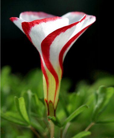 White & red flower.