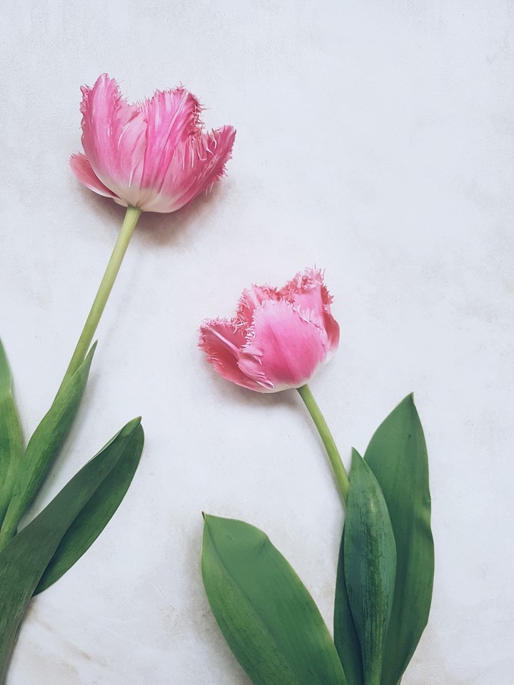 tulip