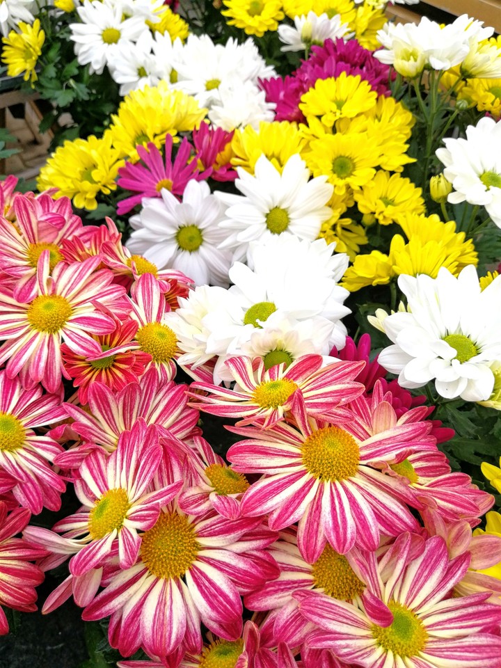 Blumen