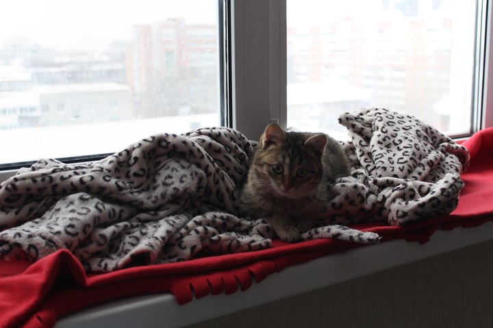 Kitten