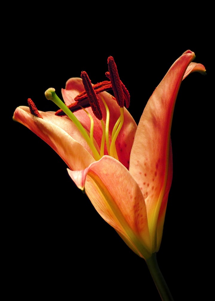 Orange day-lily/Hemerocallis fulva