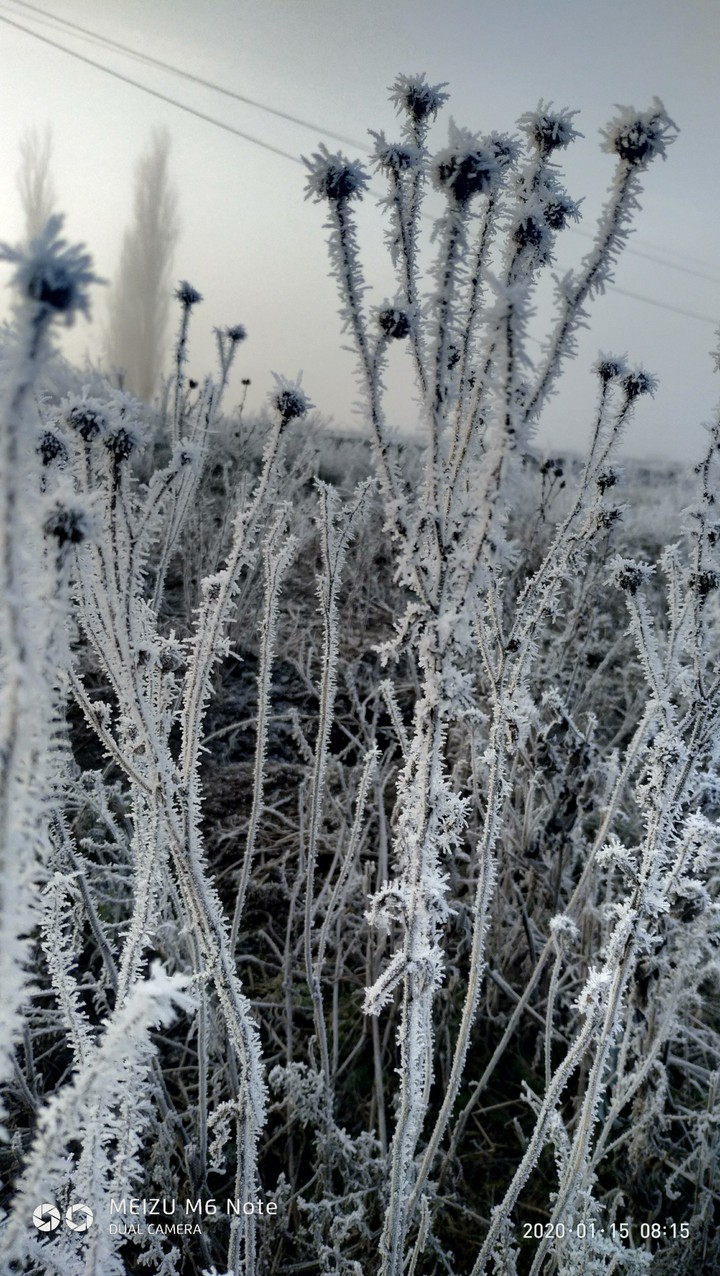 Frozen grass